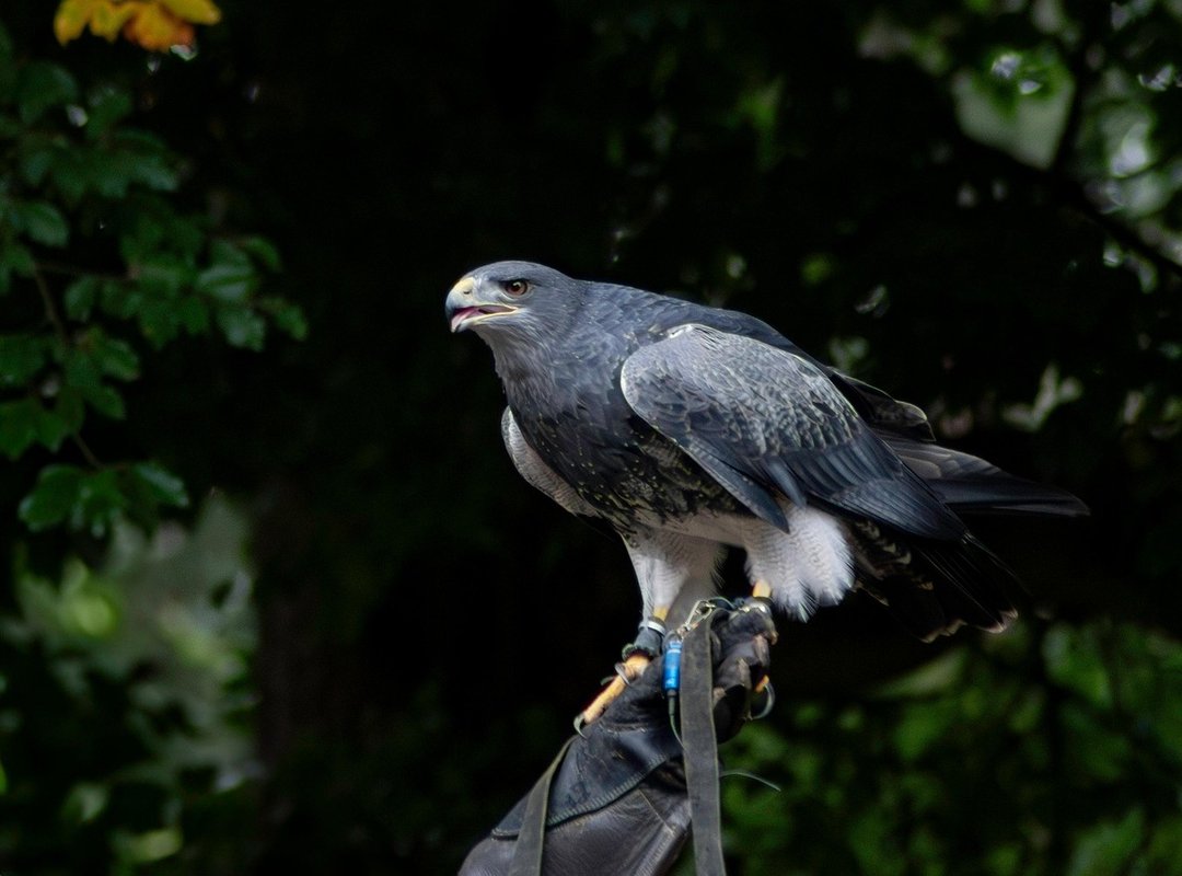 Code Guide Buzzardcoding